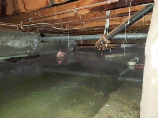 Best Carpet water damage restoration  in Indianola, WA